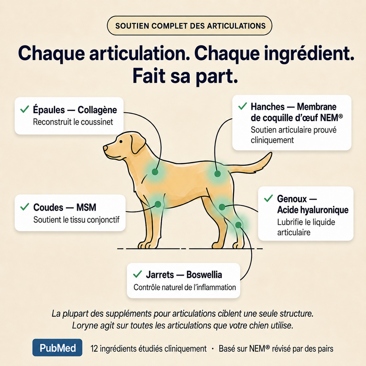 Loryne Bouchées Premium pour la santé des articulations – Formule améliorée