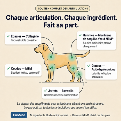 Loryne Bouchées Premium pour la santé des articulations – Formule améliorée