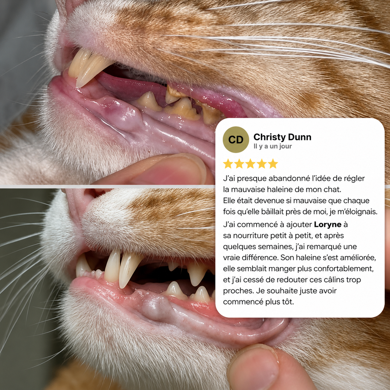 Loryne — Poudre Dentaire pour Chats