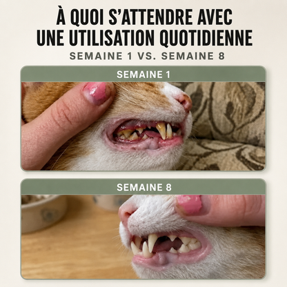 Loryne — Poudre Dentaire pour Chats