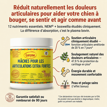 Loryne Bouchées Premium pour la santé des articulations – Formule améliorée